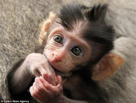 Such innocence. con imágenes | Animales bebés, Animales adorables ...