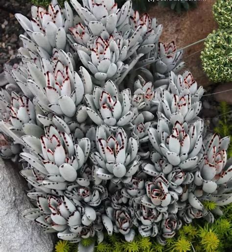 Suculenta   Kalanchoe Tomentosa   Orelha de gato   Muda ...