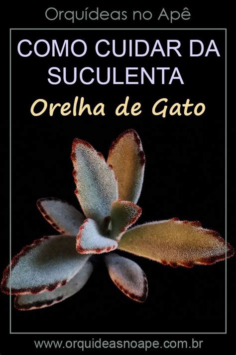 Suculenta Orelha de Gato   Kalanchoe tomentosa ...