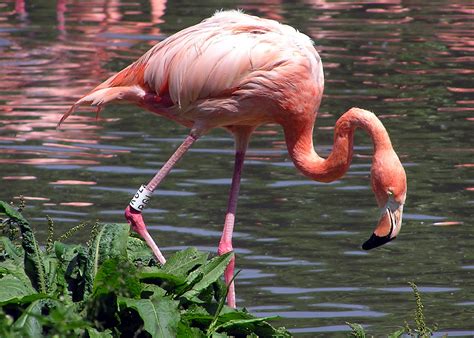 SUJITH SPOT:::::: Flamingo Colourful bird