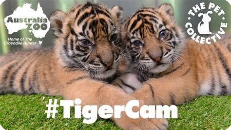 Sumatran Tiger Cubs Live Cam at the Australia Zoo   YouTube