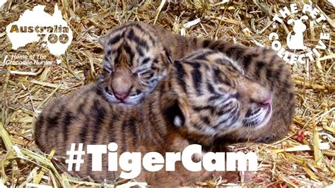 Sumatran Tiger Cubs Live Cam at the Australia Zoo   YouTube