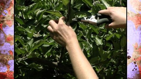 Summer Pruning of Espalier Apple Trees   YouTube
