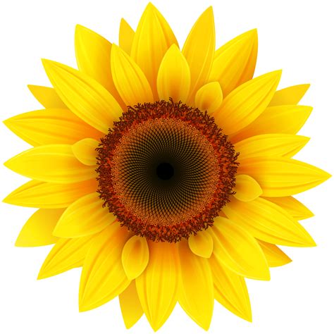 Sunflower clipart   Clipground