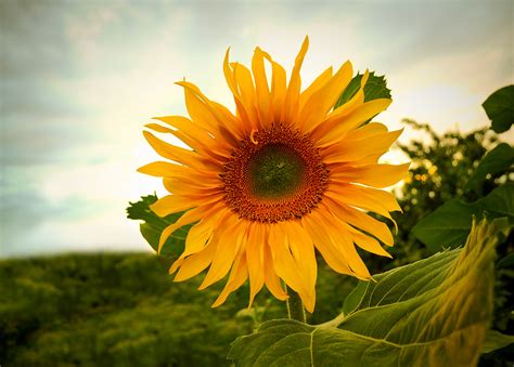 Sunflower Free Stock Photo   Public Domain Pictures