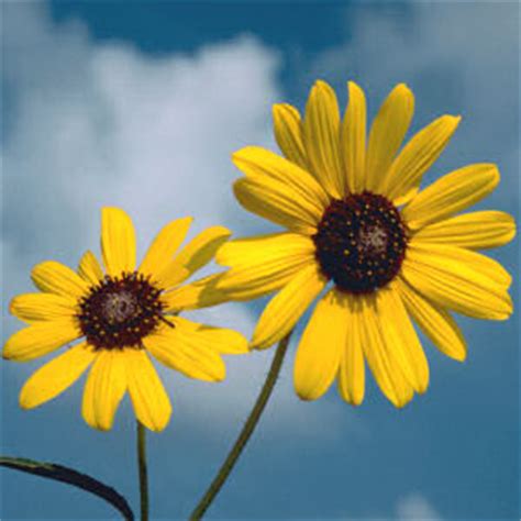 Sunflower   Kansapedia   Kansas Historical Society