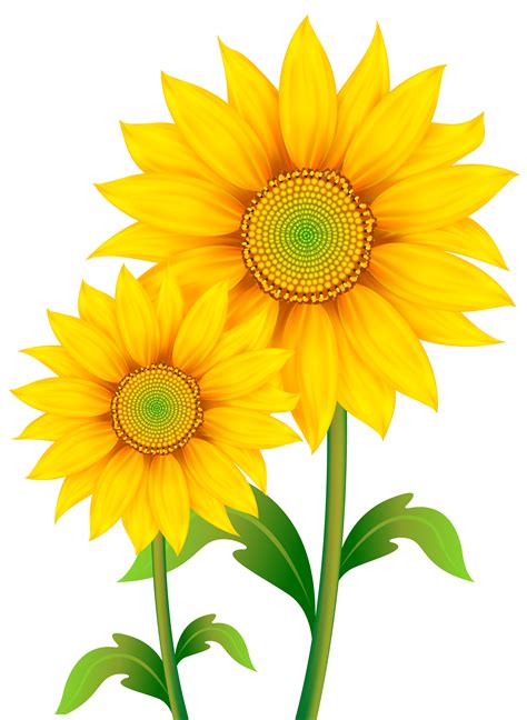 Sunflowers clipart   Clipground