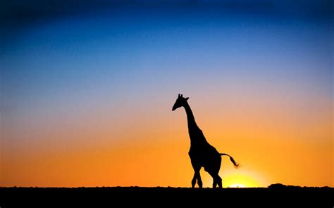 Sunset & Giraffe Botswana Wallpapers | HD Wallpapers | ID ...