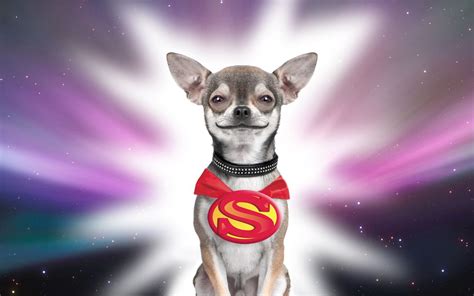 Super Chi    Bing Images  con imágenes  | Perros ...