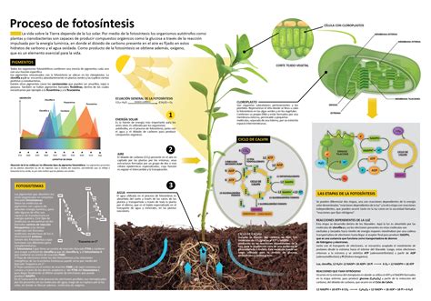Super infografía de la fotosíntesis para vuestras alas ...