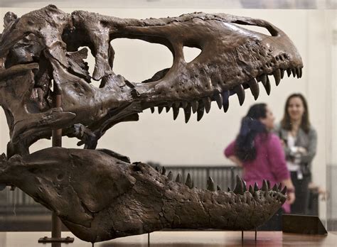 Surge nueva hipótesis sobre evolución de los dinosaurios ...