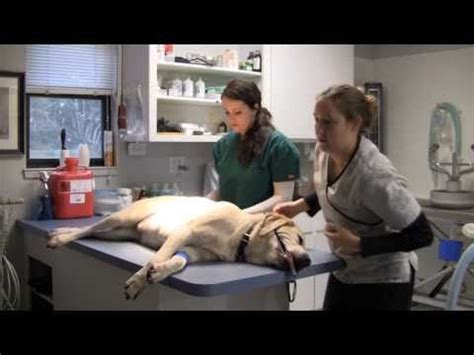 Surgical Removal of Tumor in Dogs   YouTube