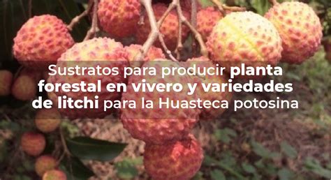 Sustratos para producir planta forestal en vivero y variedades de ...