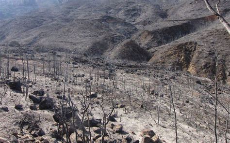 Sustratos para recuperar zonas incendiadas  Grupo Projar propone la ...