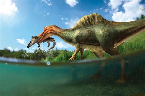 ‘Vallibonavenatrix’, el primer dinosaurio espinosáurido de ...