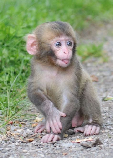 swag siamang on Twitter | Cute baby monkey, Baby monkey pet, Pet monkey