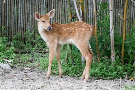 Swamp Deer  Fawn at New Orleans Zoo; Species Vulnerable ...