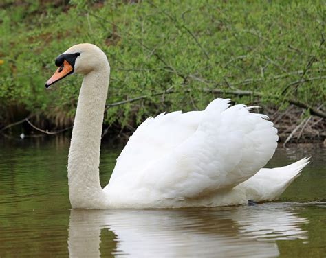 Swan El Agua Ave Aves · Foto gratis en Pixabay
