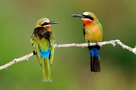 “White fronted bee eaters” | Bee eater, Beautiful birds ...