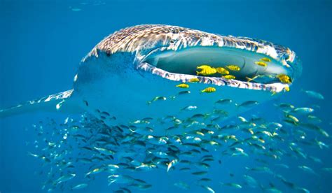 Swimming with Ningaloo s whale sharks | Australian Traveller