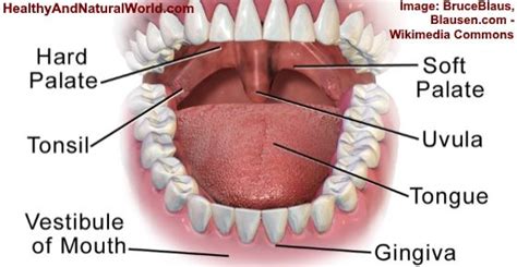 Swollen Uvula   Causes, Symptoms and Home Remedies ...