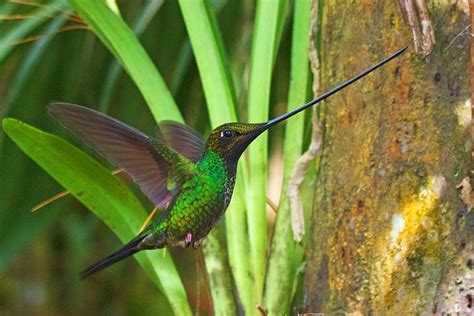 Sword billed hummingbird   Wikipedia
