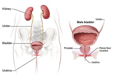 Symptoms & Causes of Bladder Control Problems  Urinary ...