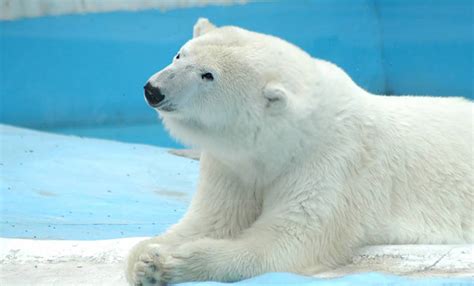 ‘Yupik’, la osa polar que murió en un zoo de México y ha ...