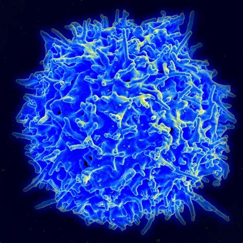 T cell   Wikipedia
