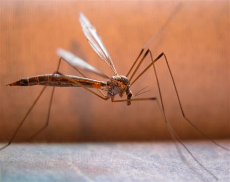 T@ller III nuestro rincón virtu@l: Tema cultural insectos: los mosquitos