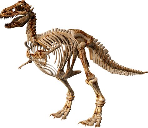 T Rex Dinosaurio Esqueleto · Imagen gratis en Pixabay