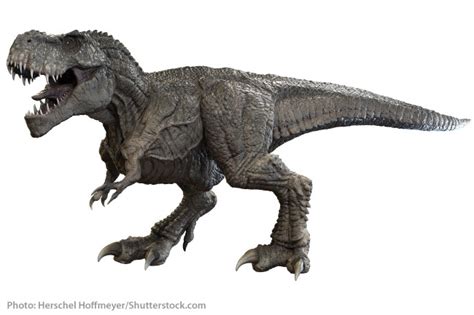 T Rex Facts for Kids: Tyrannosaurus Rex Information ...
