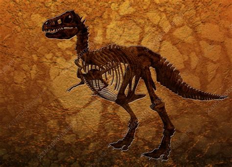 T rex fossil, artwork   Stock Image   F003/9565   Science ...