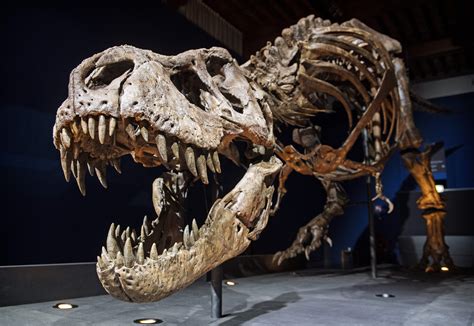 T. Rex May Have Used Its Tiny Arms For  Vicious Slashing ...