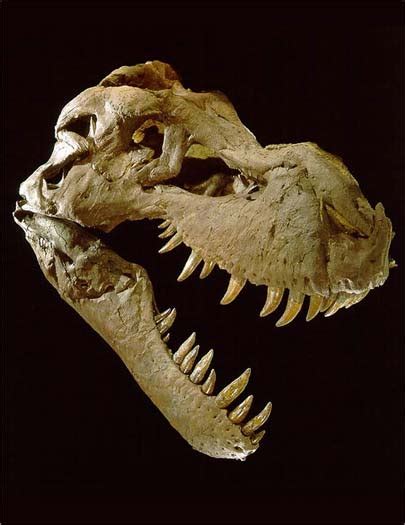 T.rex   Skull of a Killer