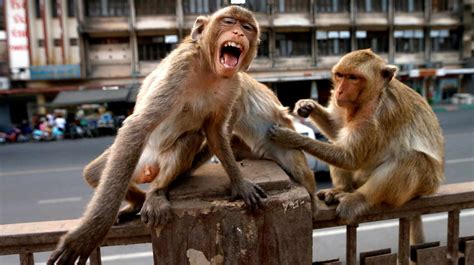 Tailandia vive atemorizada por 6,000 monos de la especie macaco | La ...