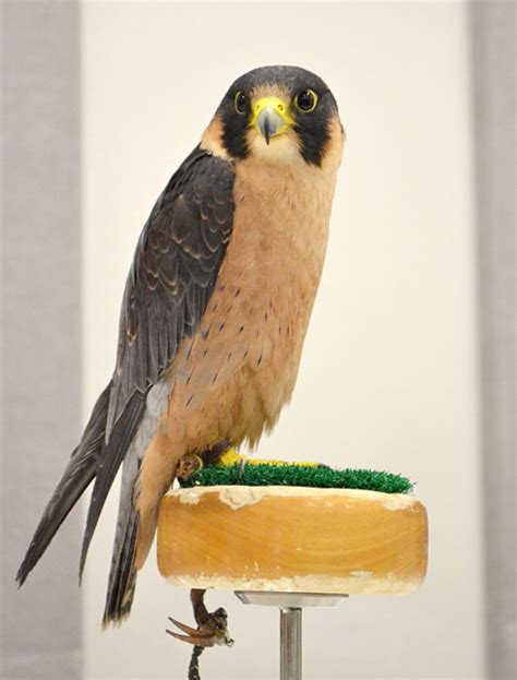 Taita falcon   Wikipedia