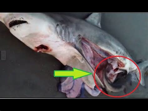 Take Baby SHARK Dead Mother   YouTube