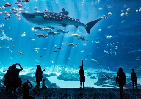 Take your Kids on a Virtual Tour of these Zoos & Aquariums   Bold ...