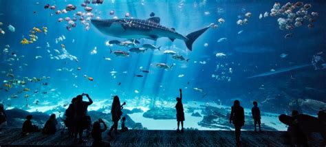 Take your kids on a virtual tour of zoos and aquariums