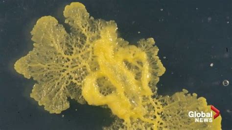 Talented slime mold with no brain and  720 sexes  unveiled ...