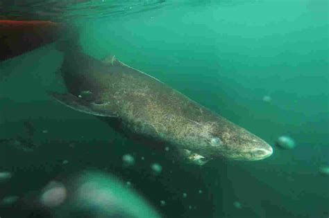 Talk About An Ancient Mariner! Greenland Shark Is At Least ...