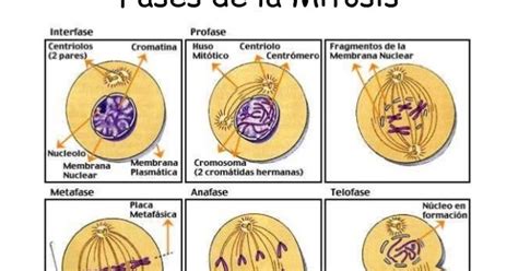Taller de biologia 4.8: Observación de la mitosis en las células vegetales