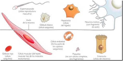 Tamaño y forma de las células | La guía de Biología