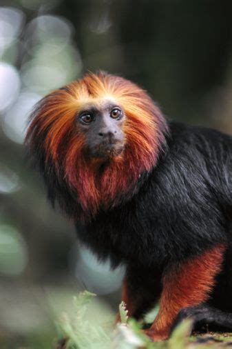 Tamarin monkey , portrait, Amazon rainforest, Brazil ...