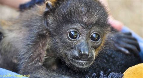También en Costa Rica hay alarma por muerte de monos   La ...
