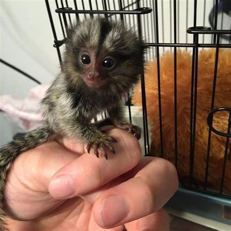 Tamed Cute and well trained baby pocket Marmoset Monkeys ...
