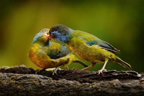 Tanager Con Respaldo De Mosquitos, Bangsia Edwardsi, Comportamiento ...