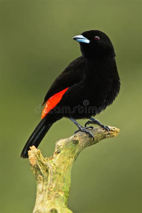 Tanager Del Pájaro Negro Y Rojo Tropical Del Bosque De La Canción ...