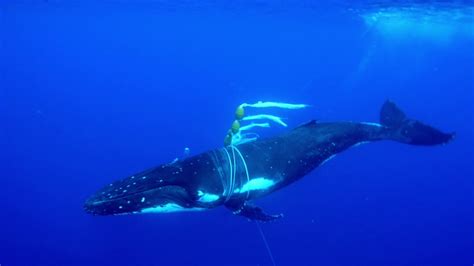 Tangled Mother Humpback Whale Needs Help   YouTube
